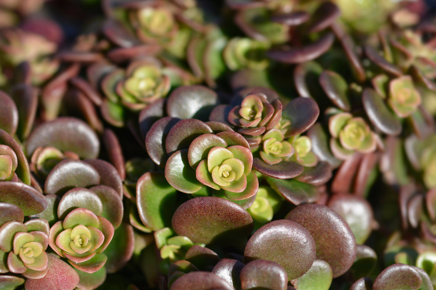 Coral Reef Sedum