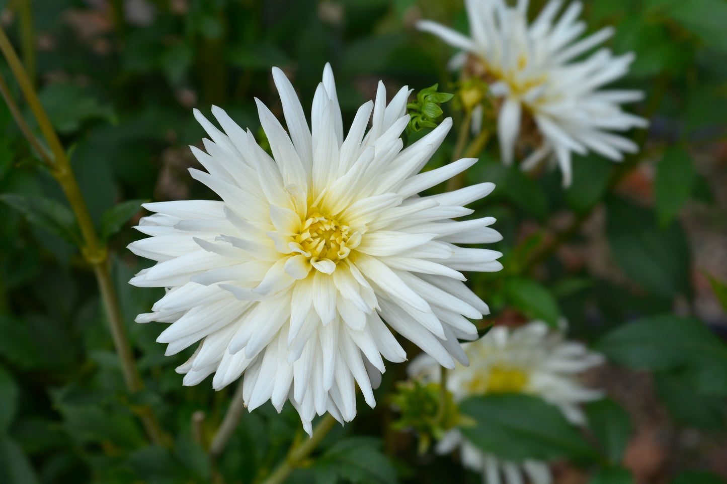Semicactus My Love Dahlia