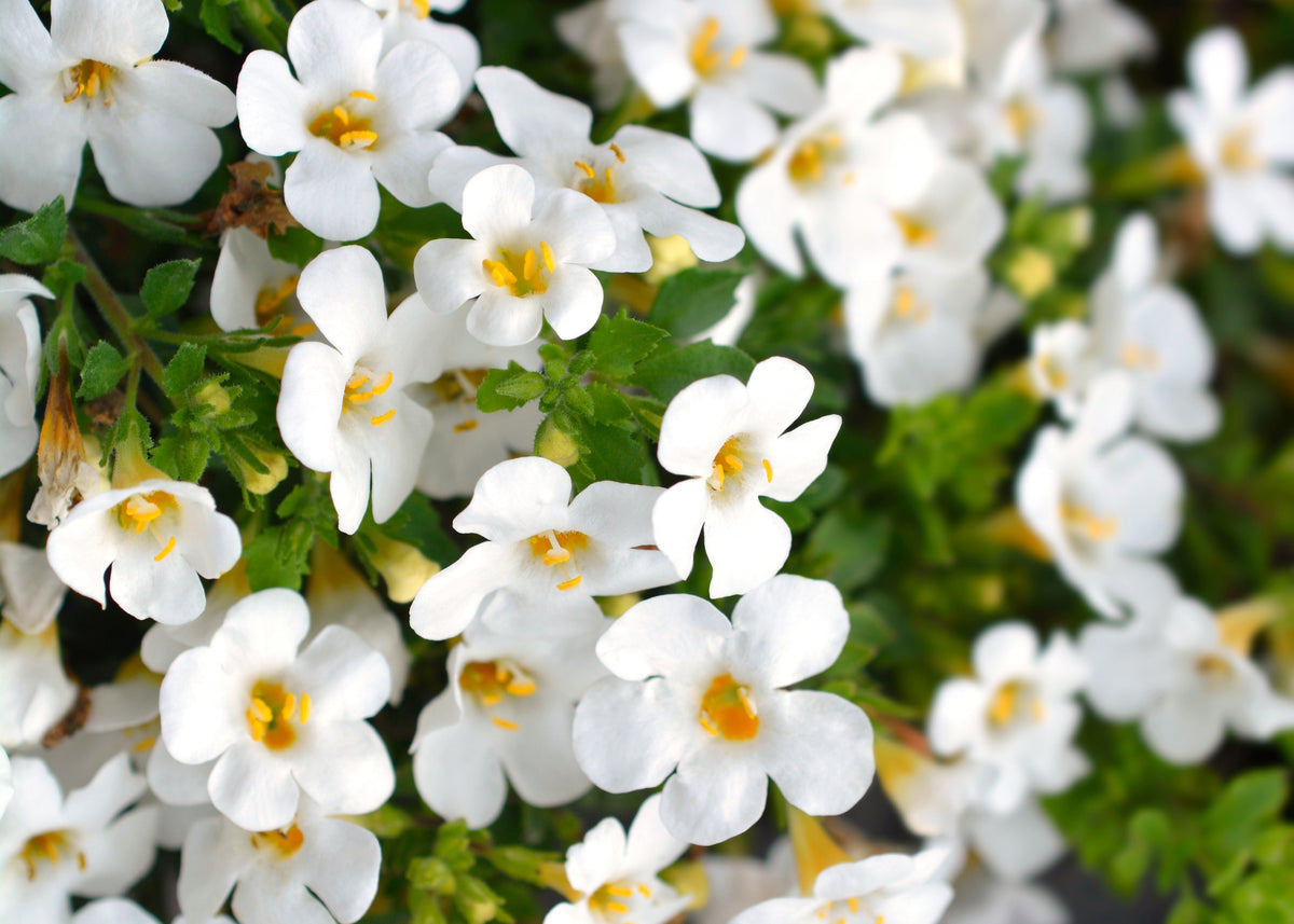 White Bacopa