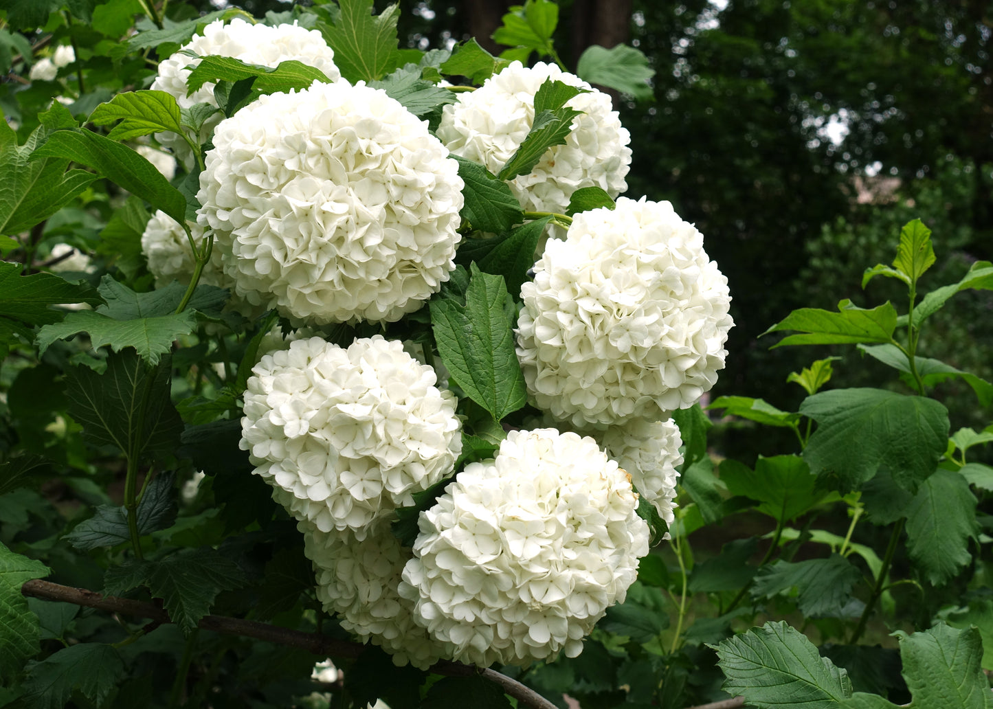 Snowball Viburnum
