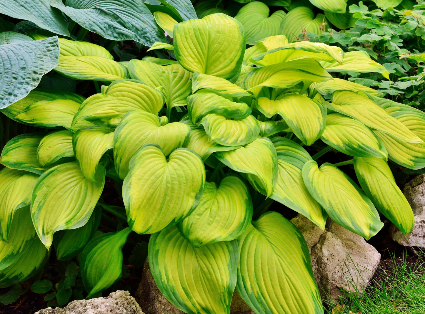 Journey's End Hosta