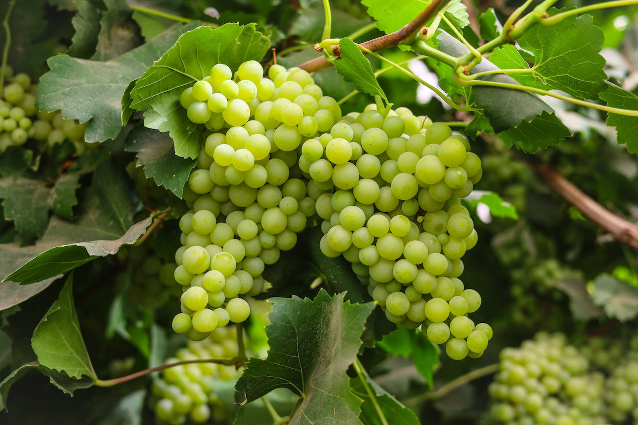 Niagara Grape