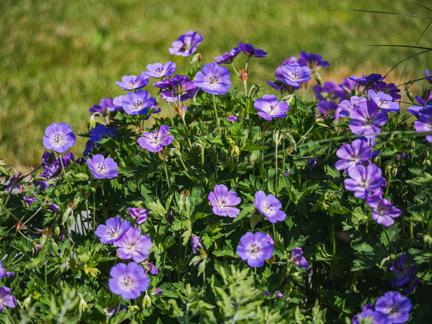 Ontario Natives - Wild Cranesbill