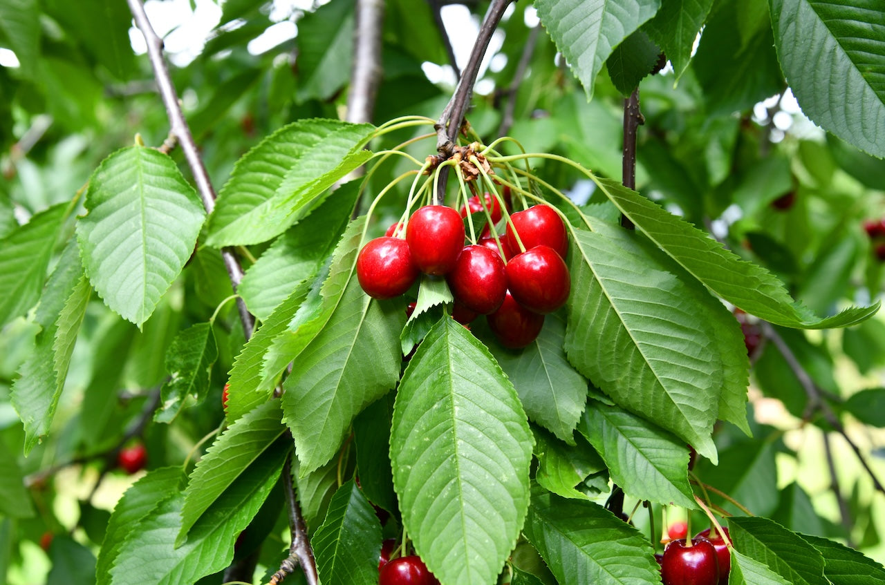 Meteor Cherry