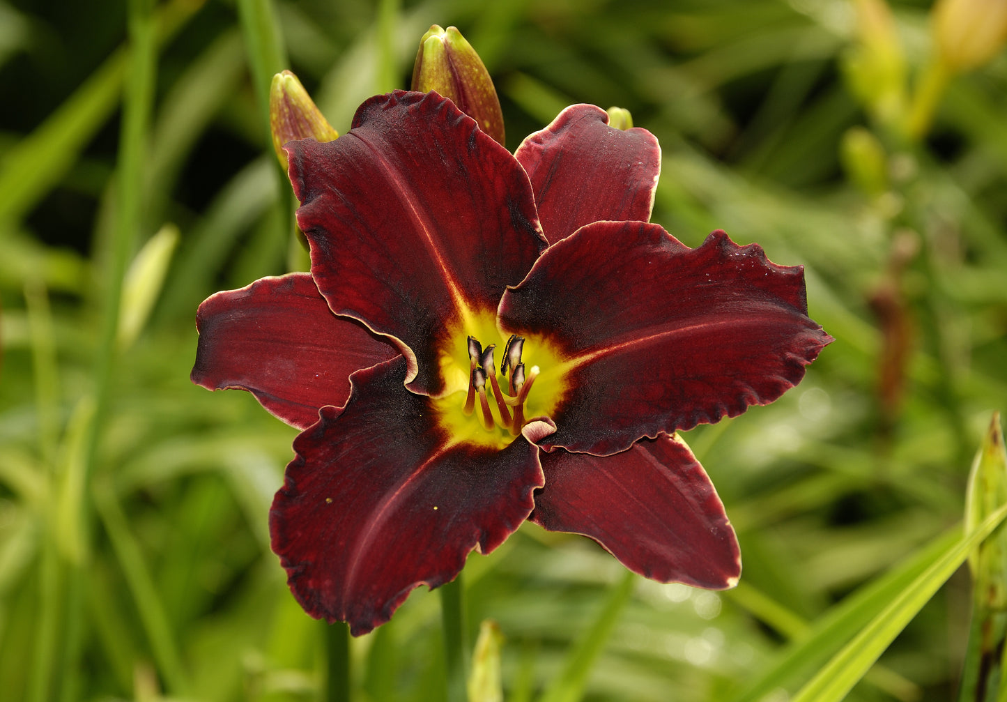 Persian Ruby Daylily