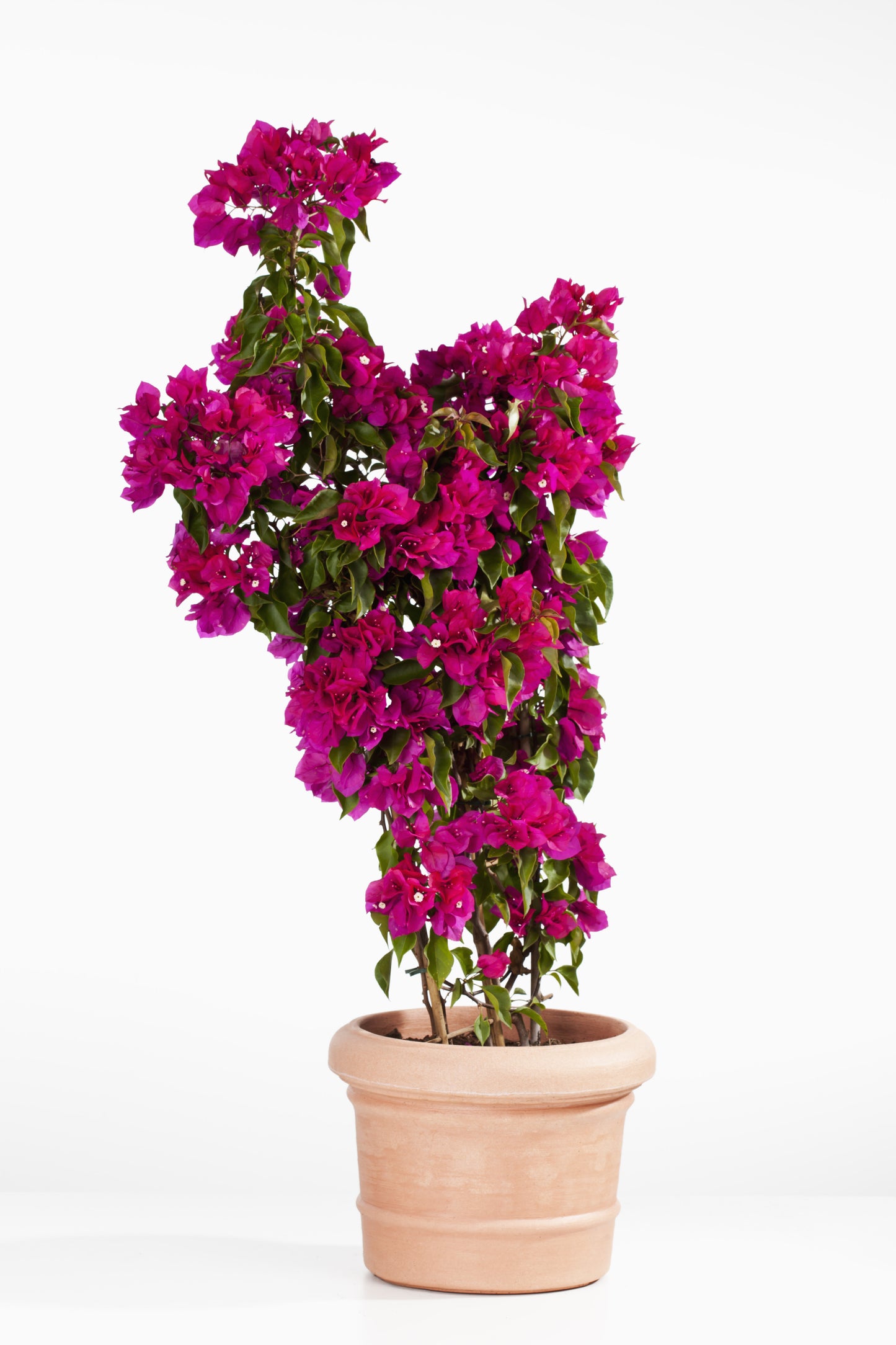 Bougainvillea w/ Trellis
