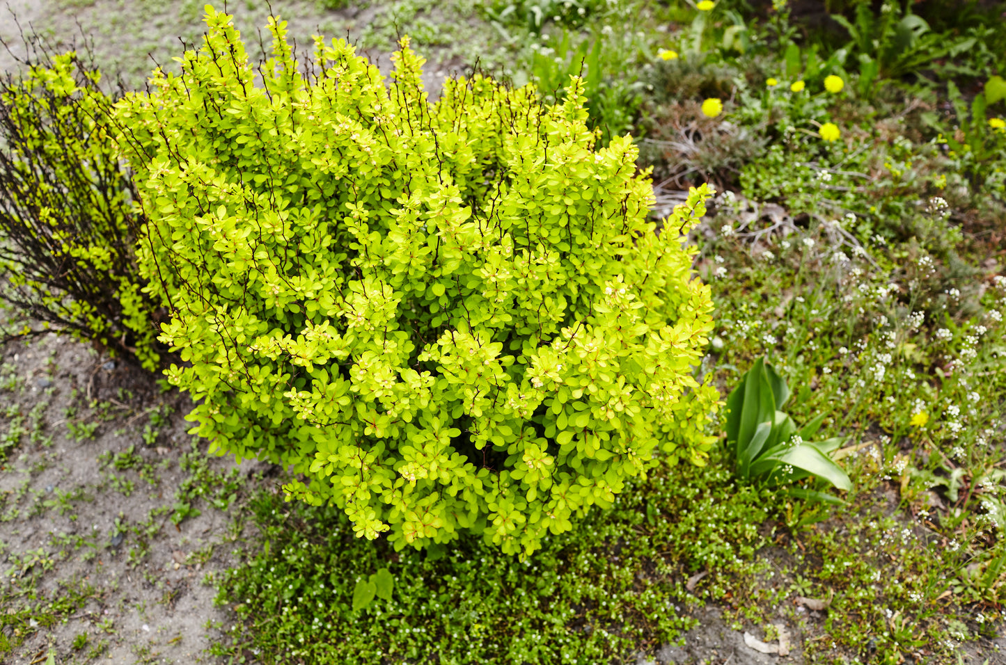 Rose Glow Barberry