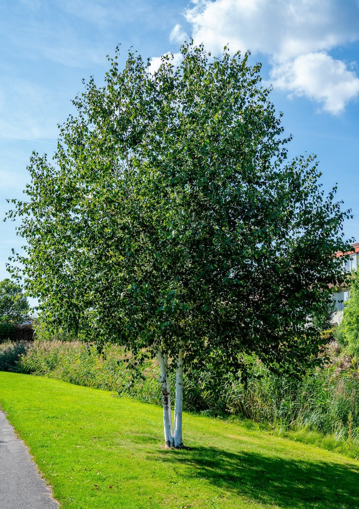 Canadian Beauties - Paper Birch