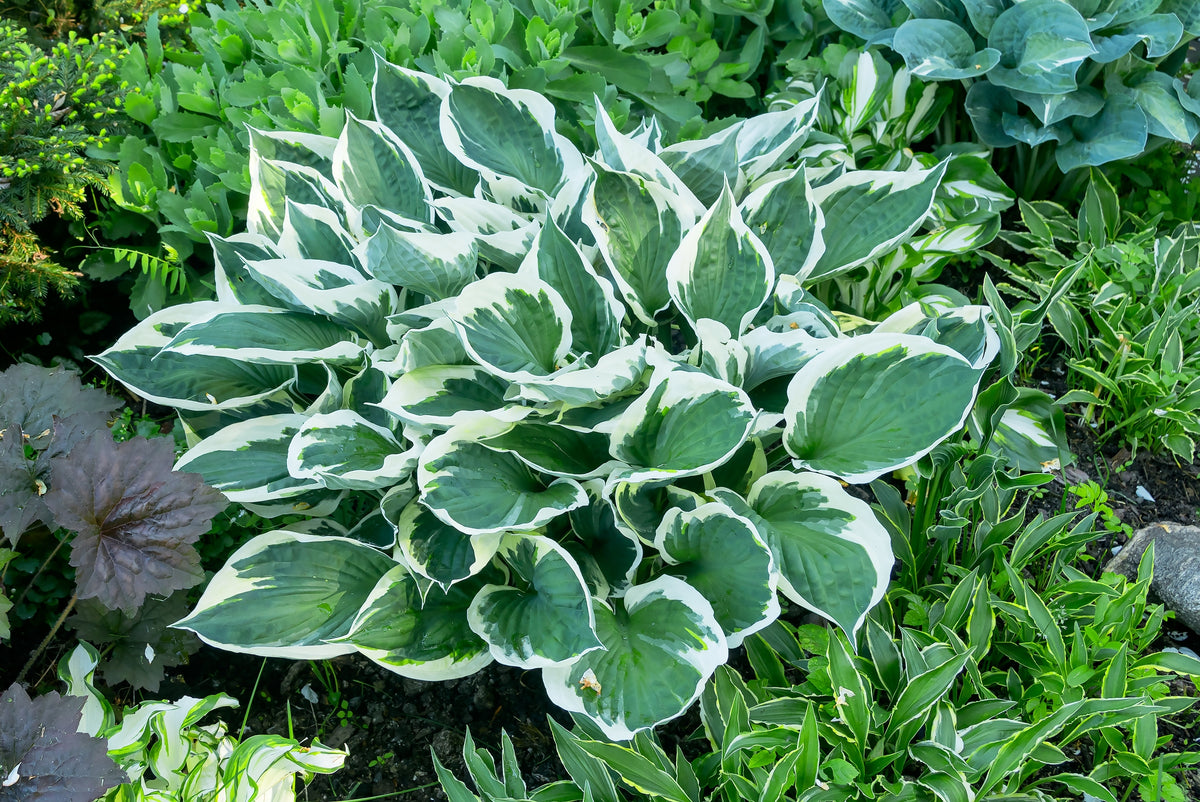 Barbara Ann Hosta