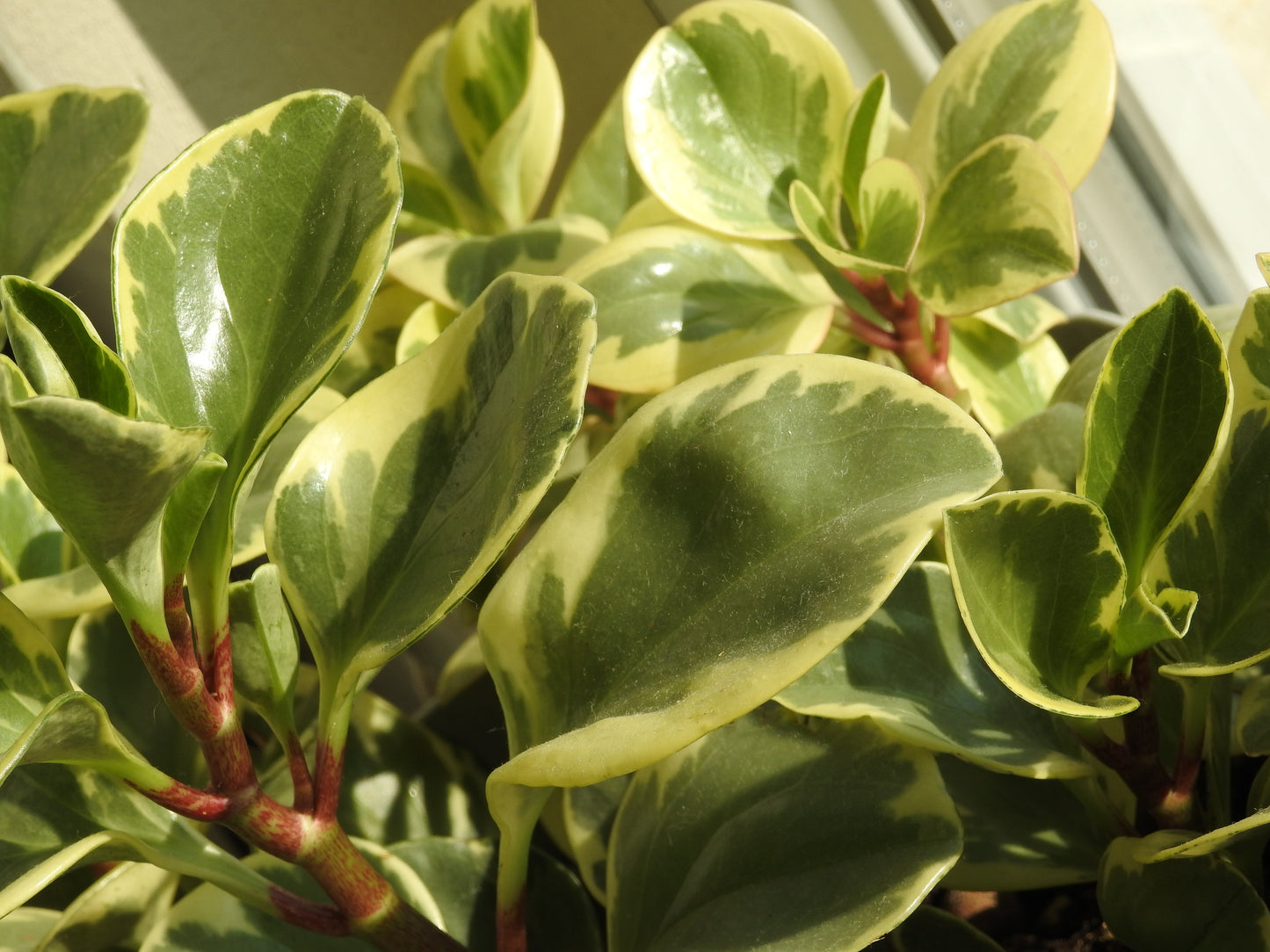 Assorted Peperomia