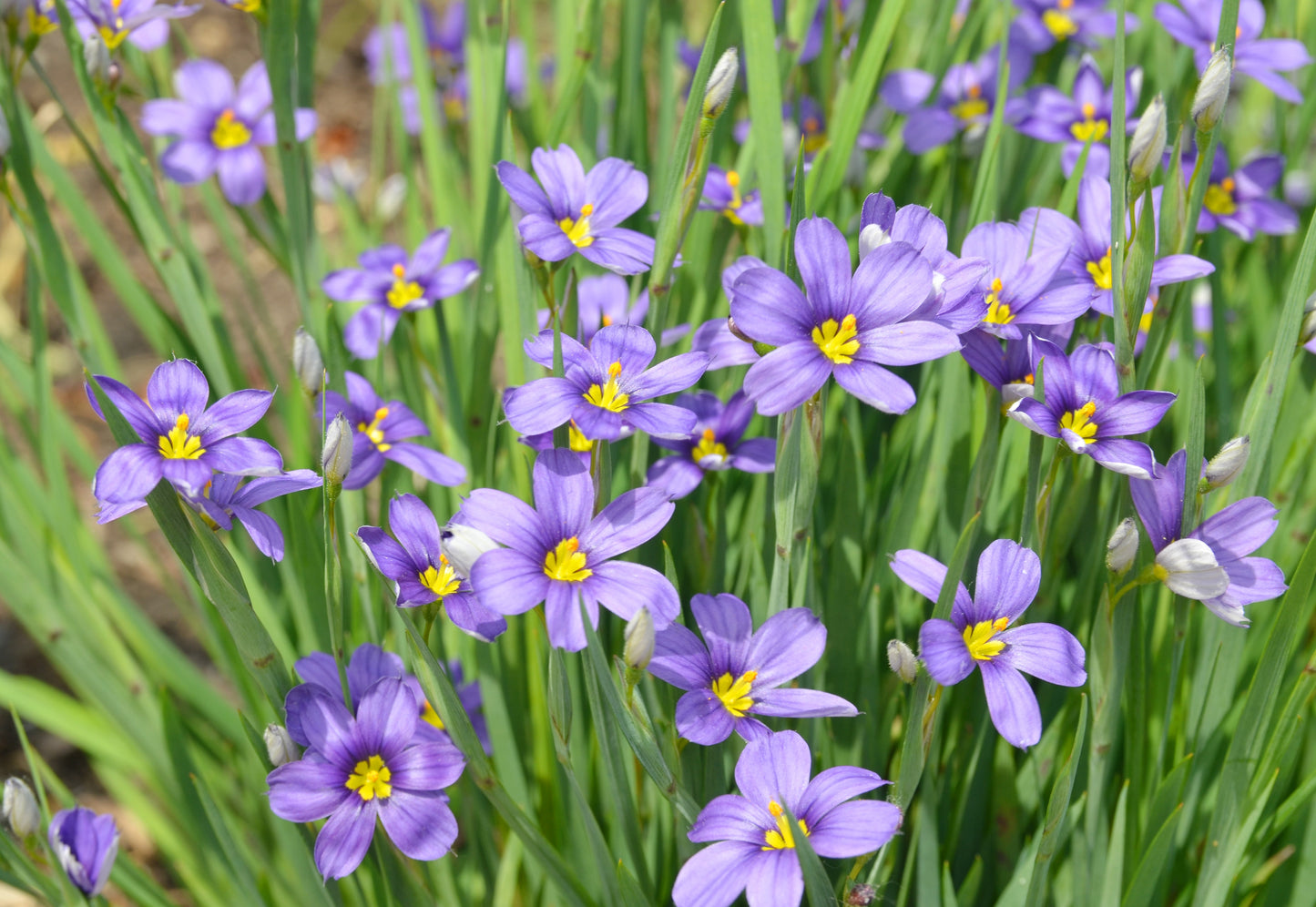 Blue-Eyes Grass