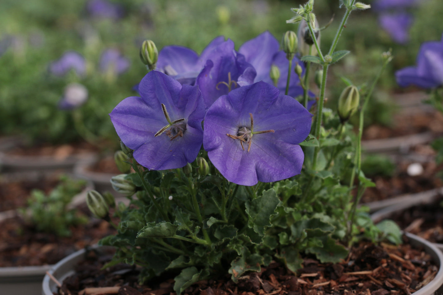 Bellflower 'Rapido Blue'