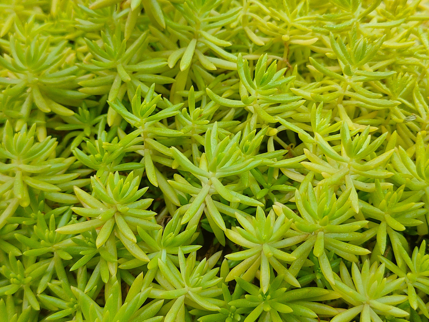 Lemon Ball Sedum