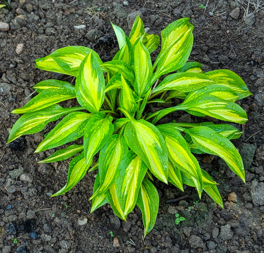 x hybrida Ayesha Hosta