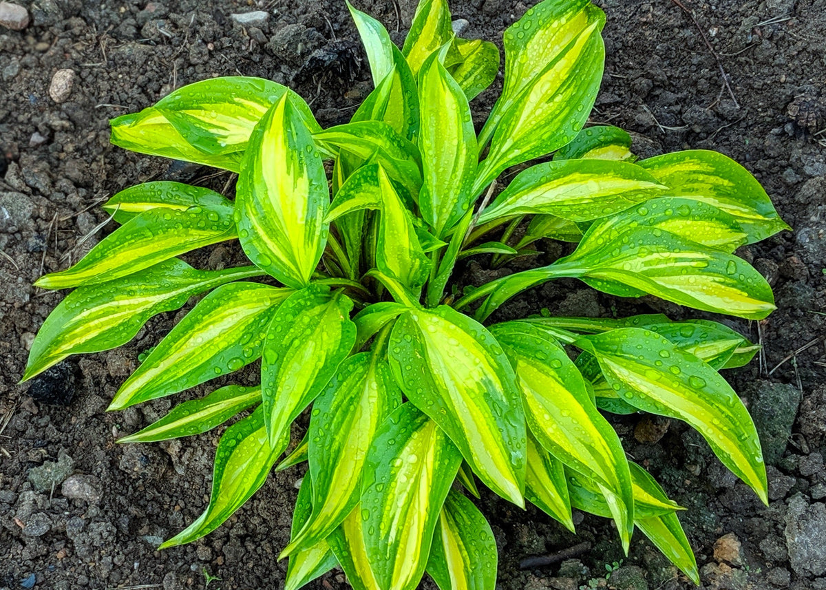 x hybrida Ayesha Hosta