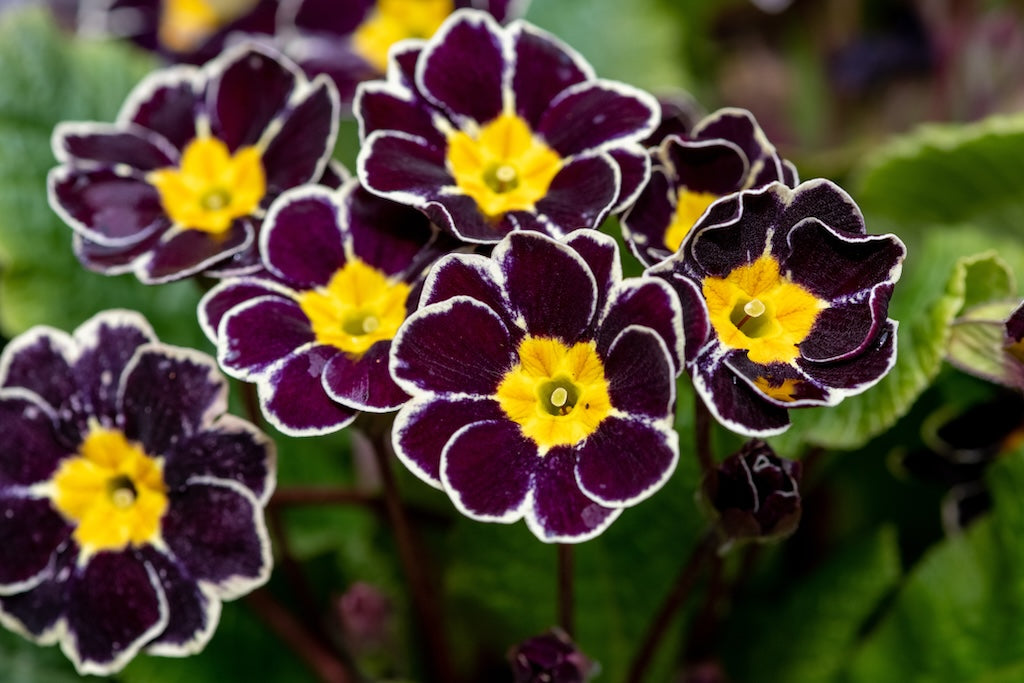 Silver Lace Black Primrose