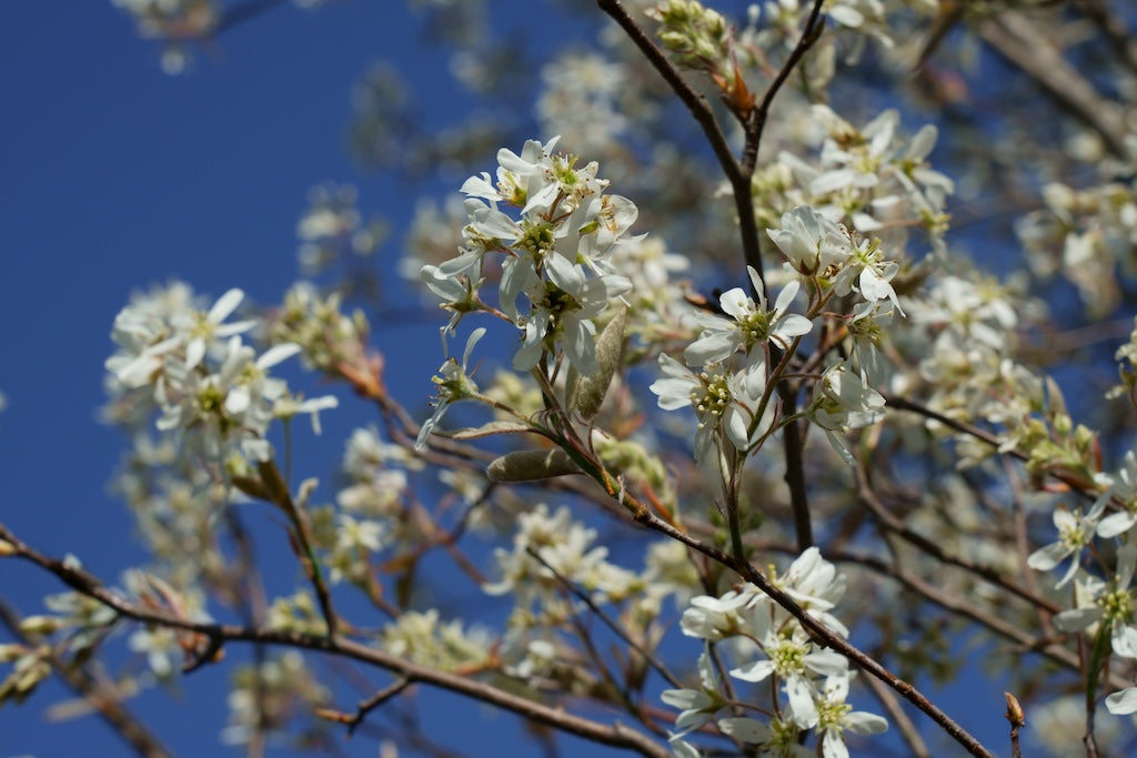 Shadblow Serviceberry