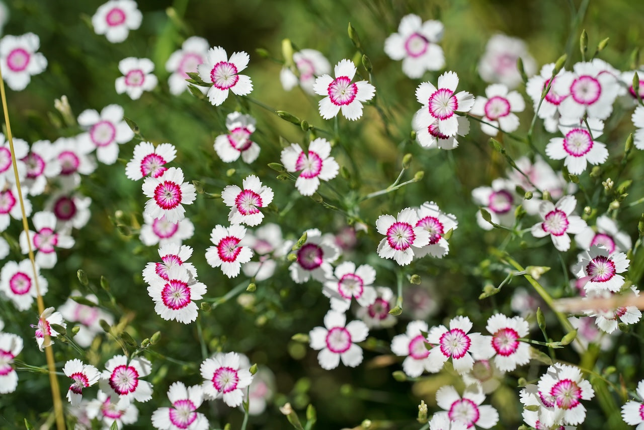 Maiden Pinks
