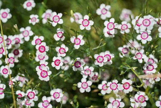 Maiden Pinks