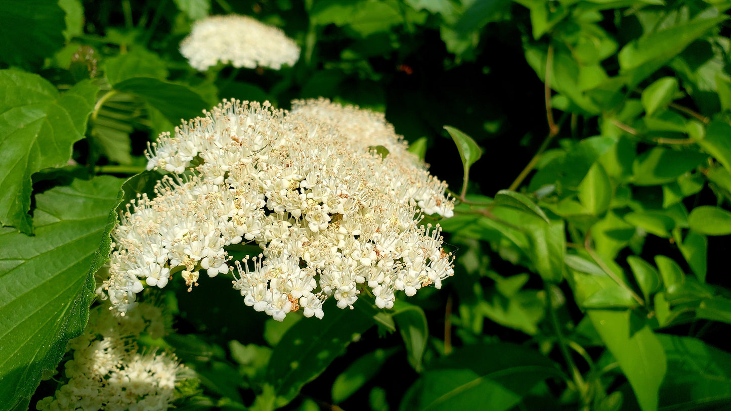 Nannyberry Viburnum