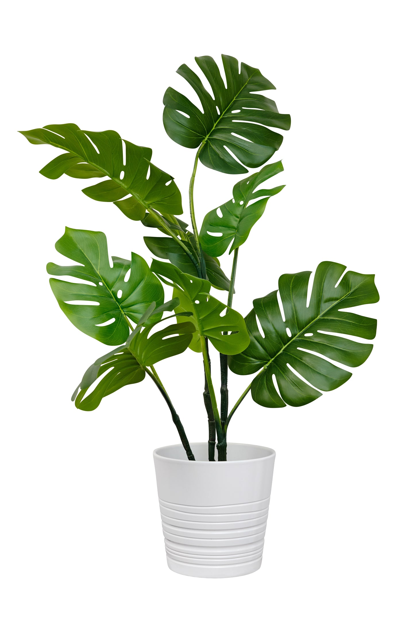 Swiss Cheese Monstera