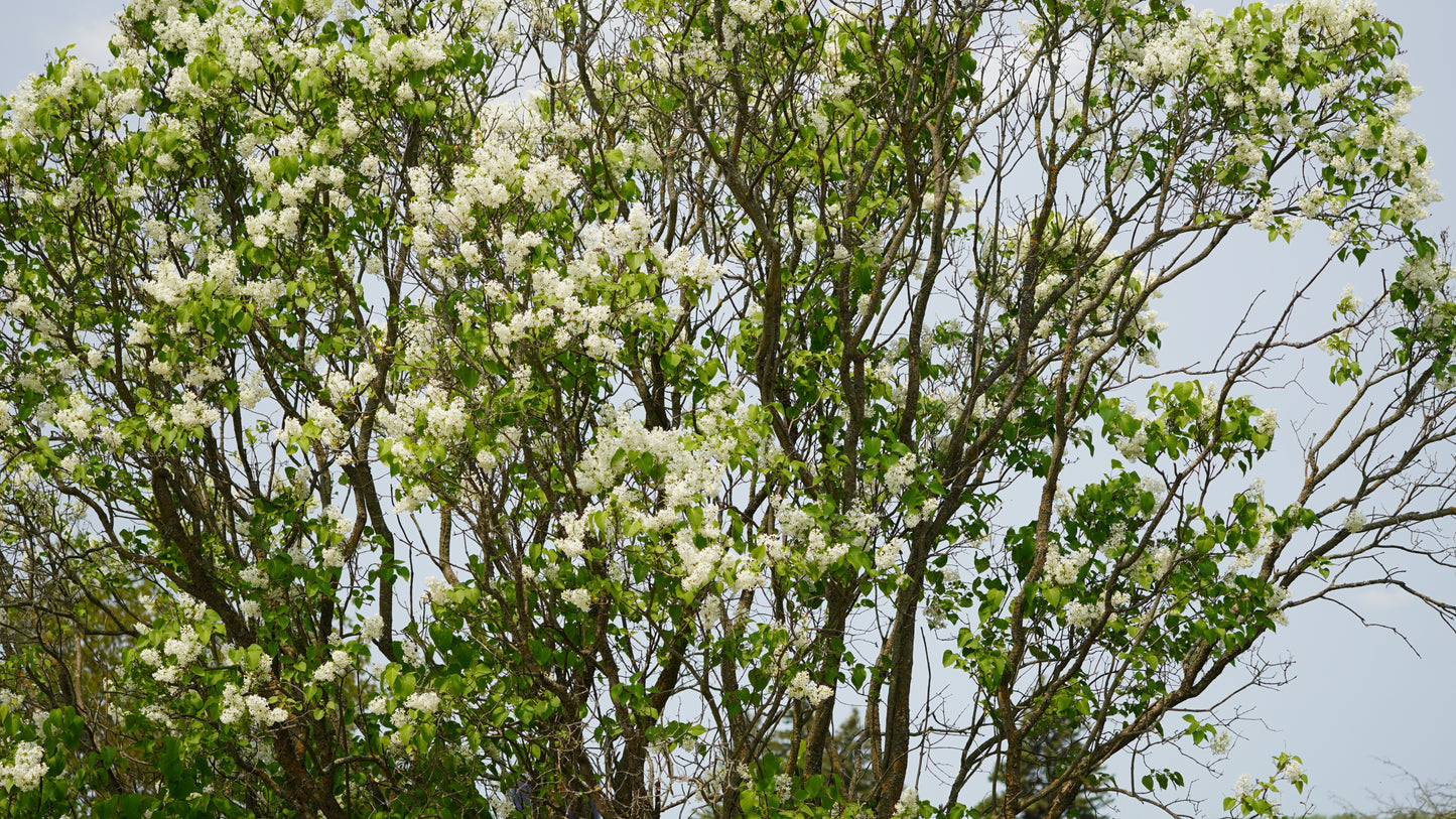 Ivory Silk Lilac