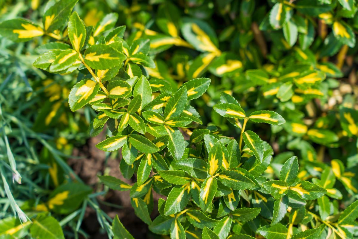 Surespot Euonymus