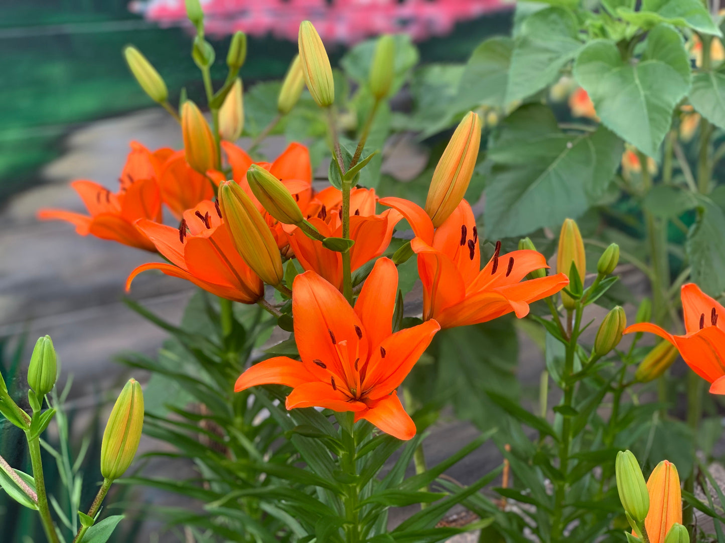 Orange Matrix Asiatic Lily