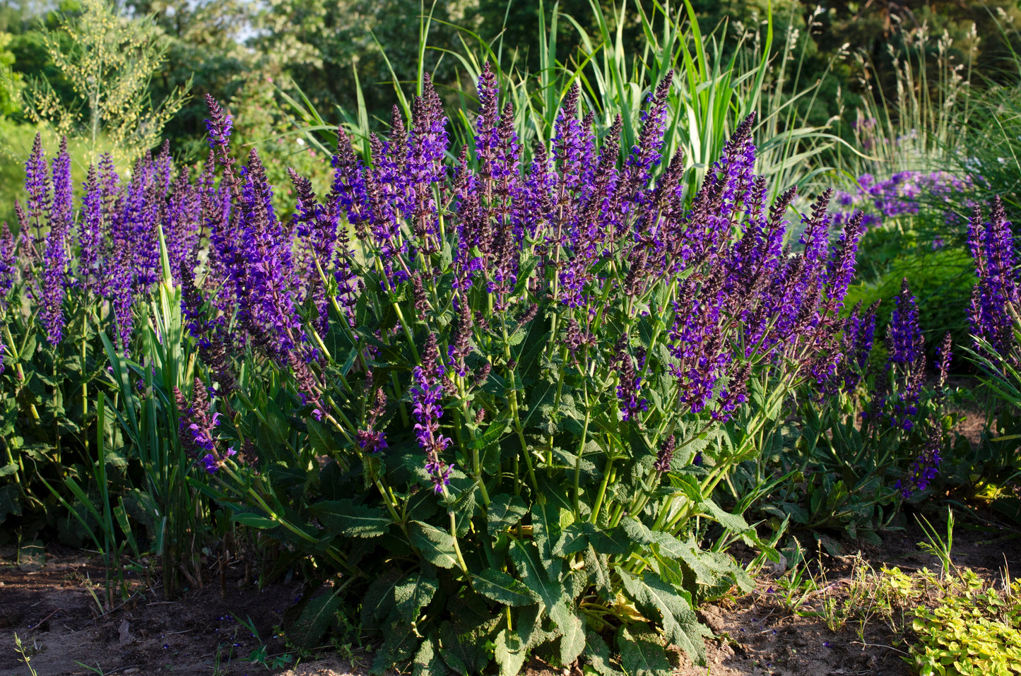 Blue Queen Meadow Sage