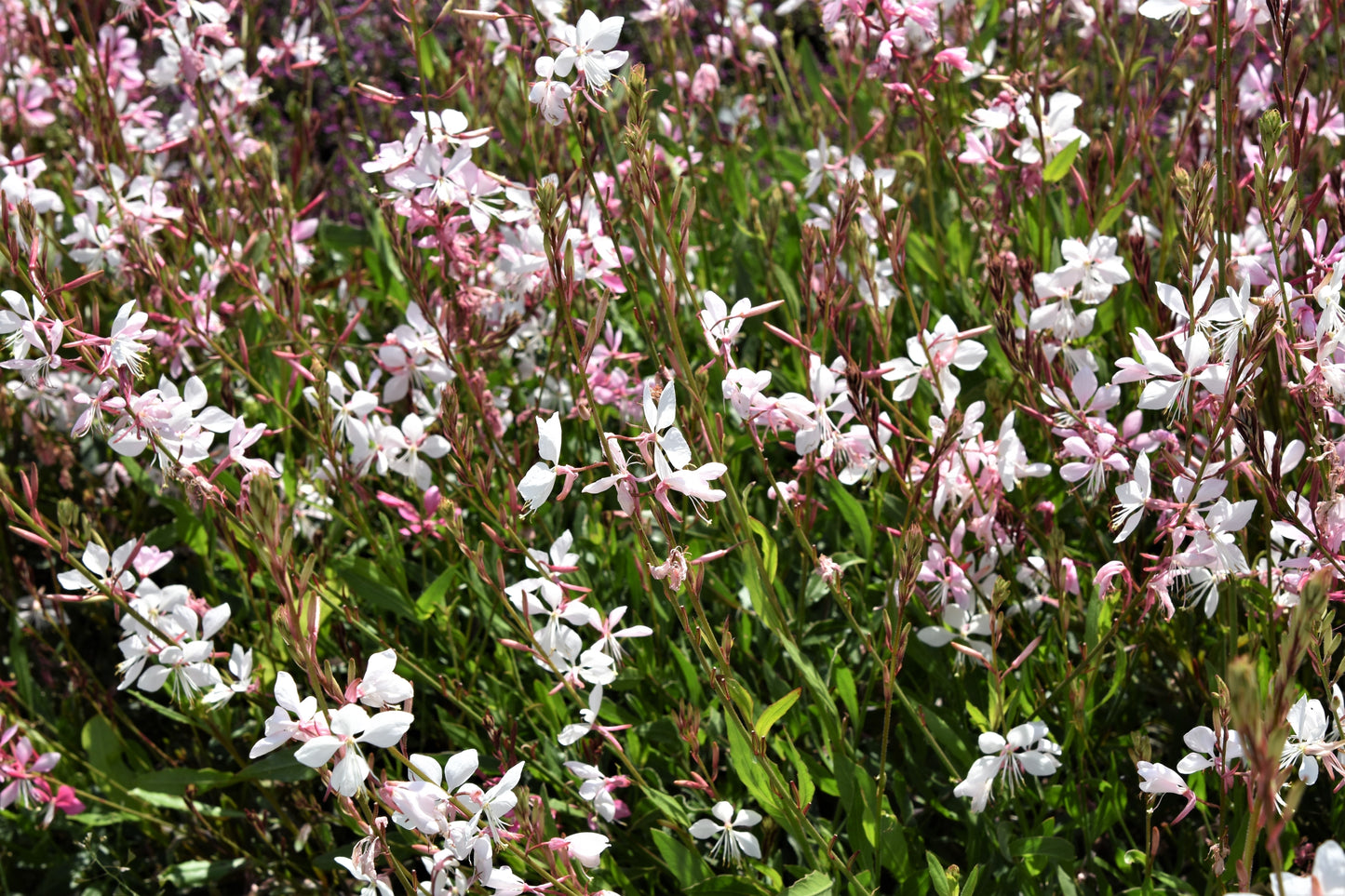 Walberton's Snow Fountain Gaura