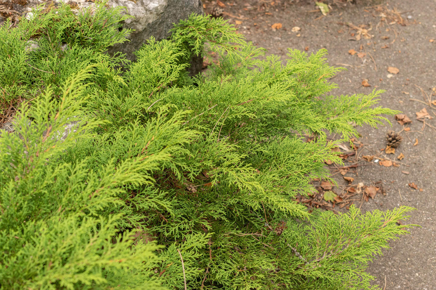 Siberian Cypress