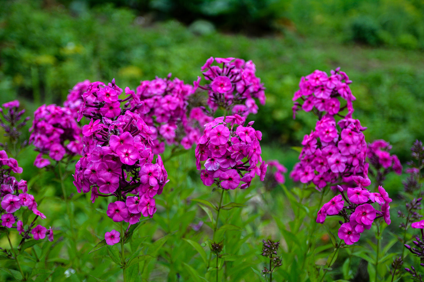 Early Magenta Garden Phlox