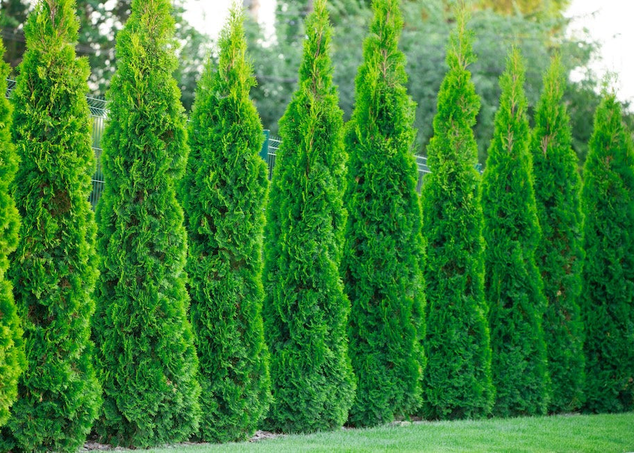 Brandon Eastern Cedar Dwarf