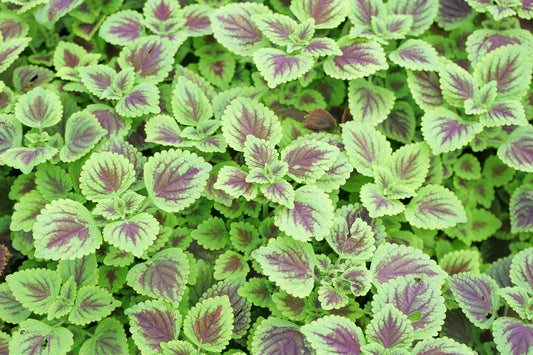 Dragon's Blood Clover
