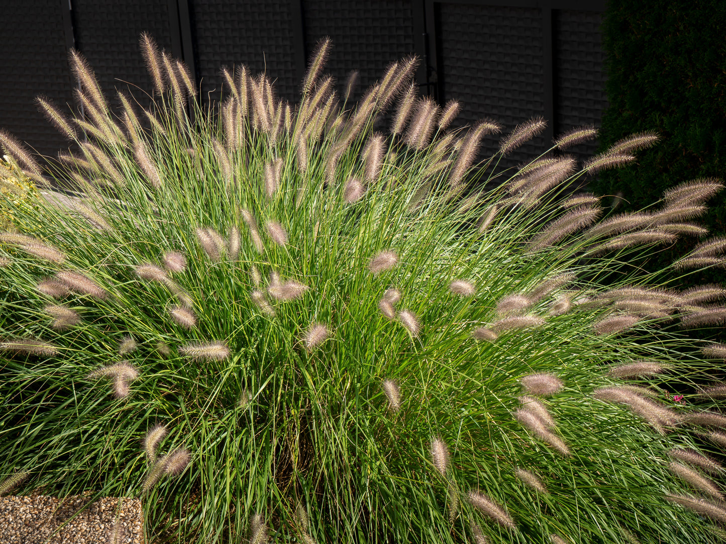Love and Rockets Fountain Grass