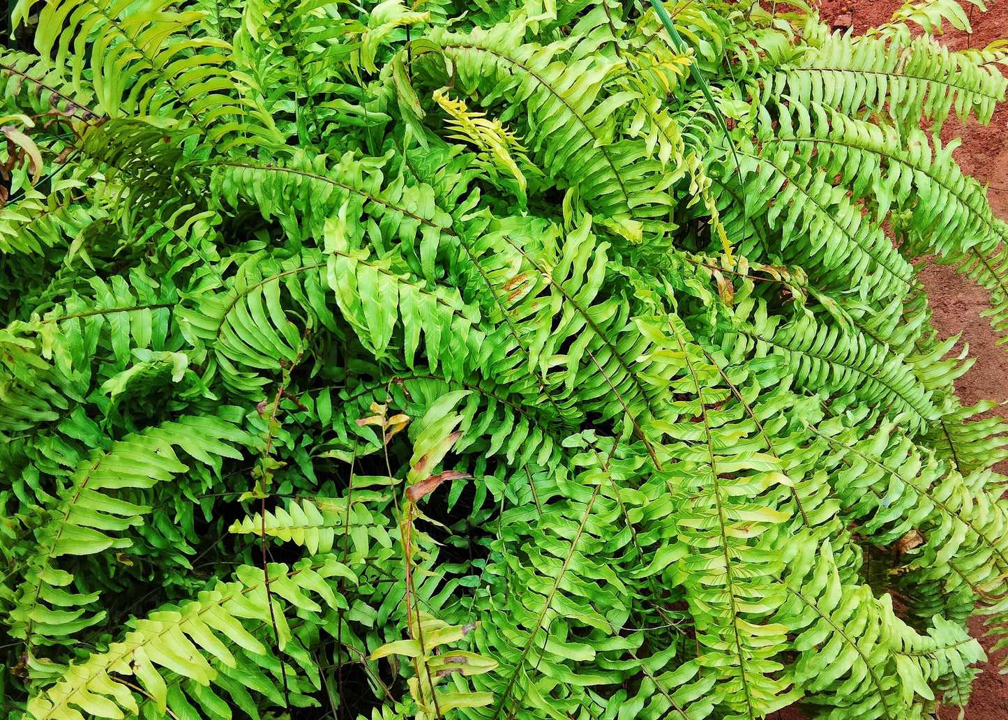 Boston Fern HB