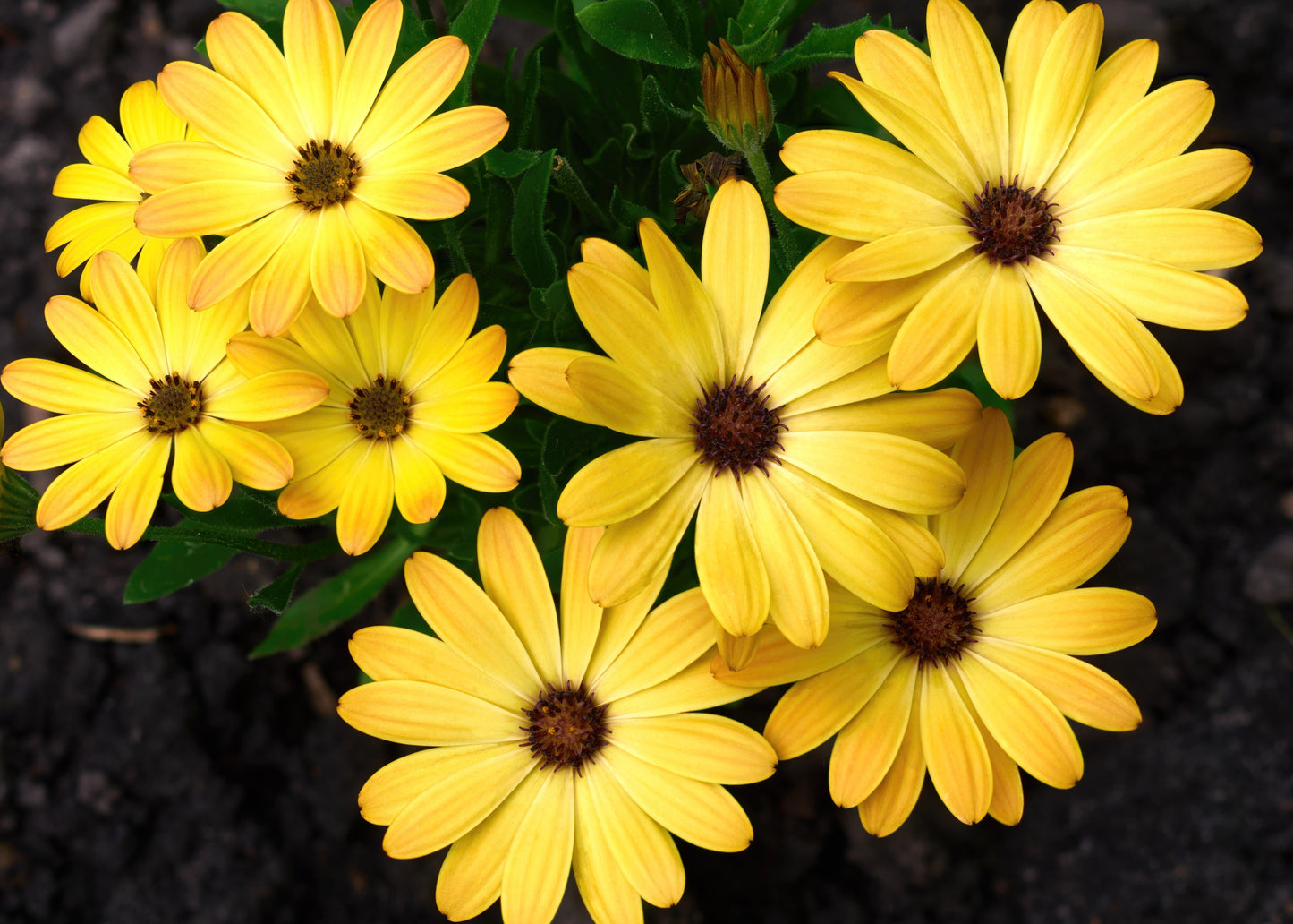 Yellow Oestospermum