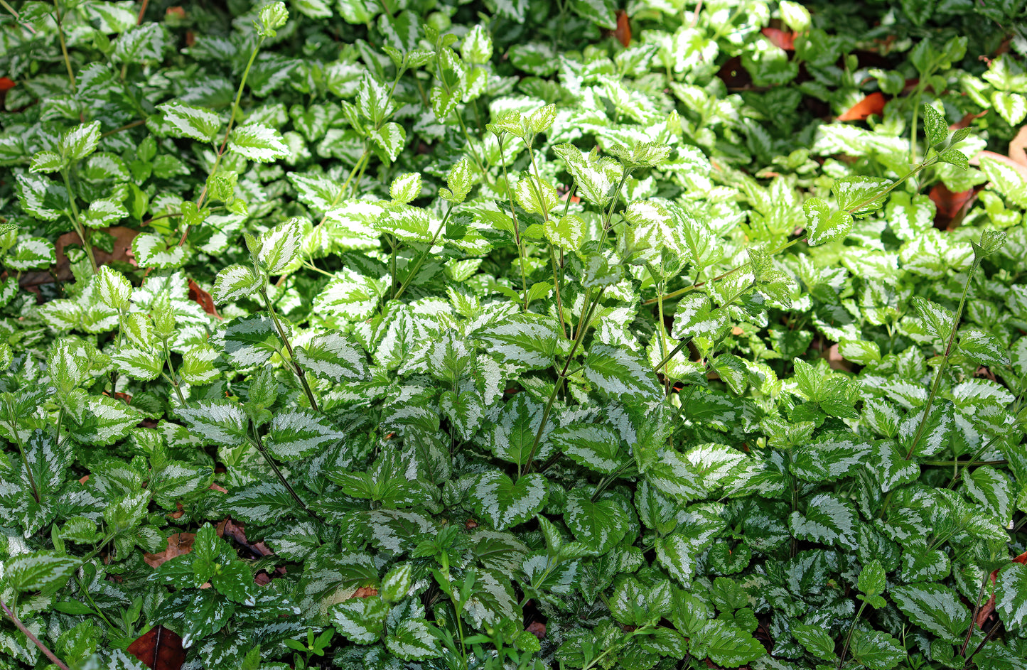 Yellow Archangel