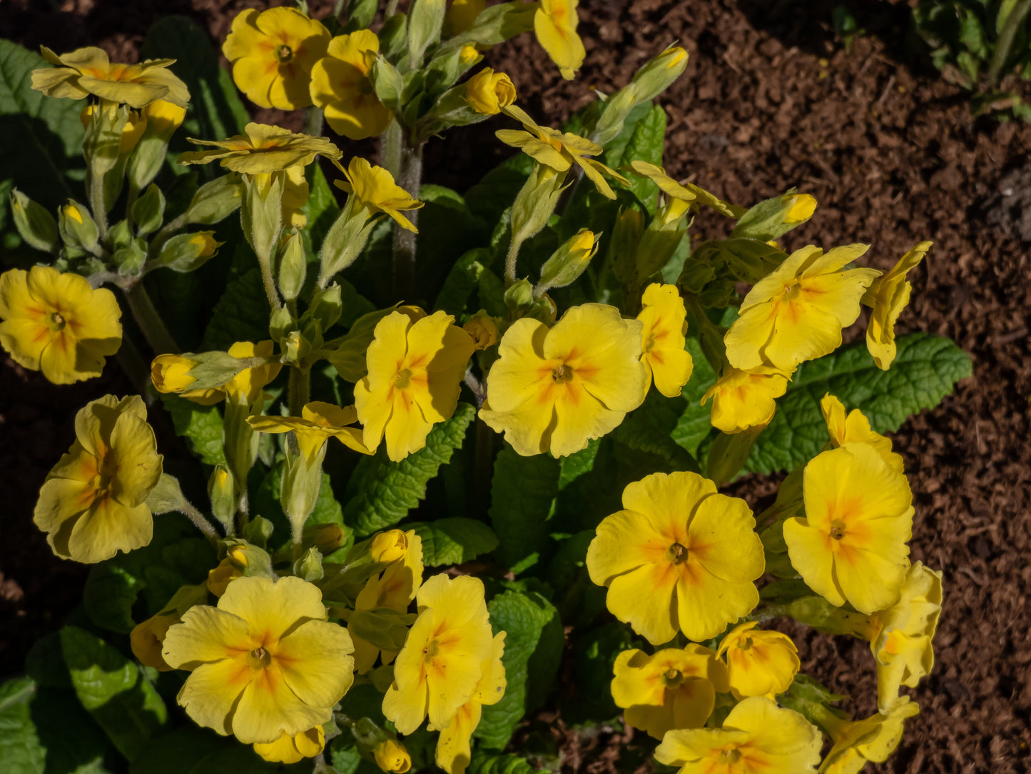 Polyantha Primrose