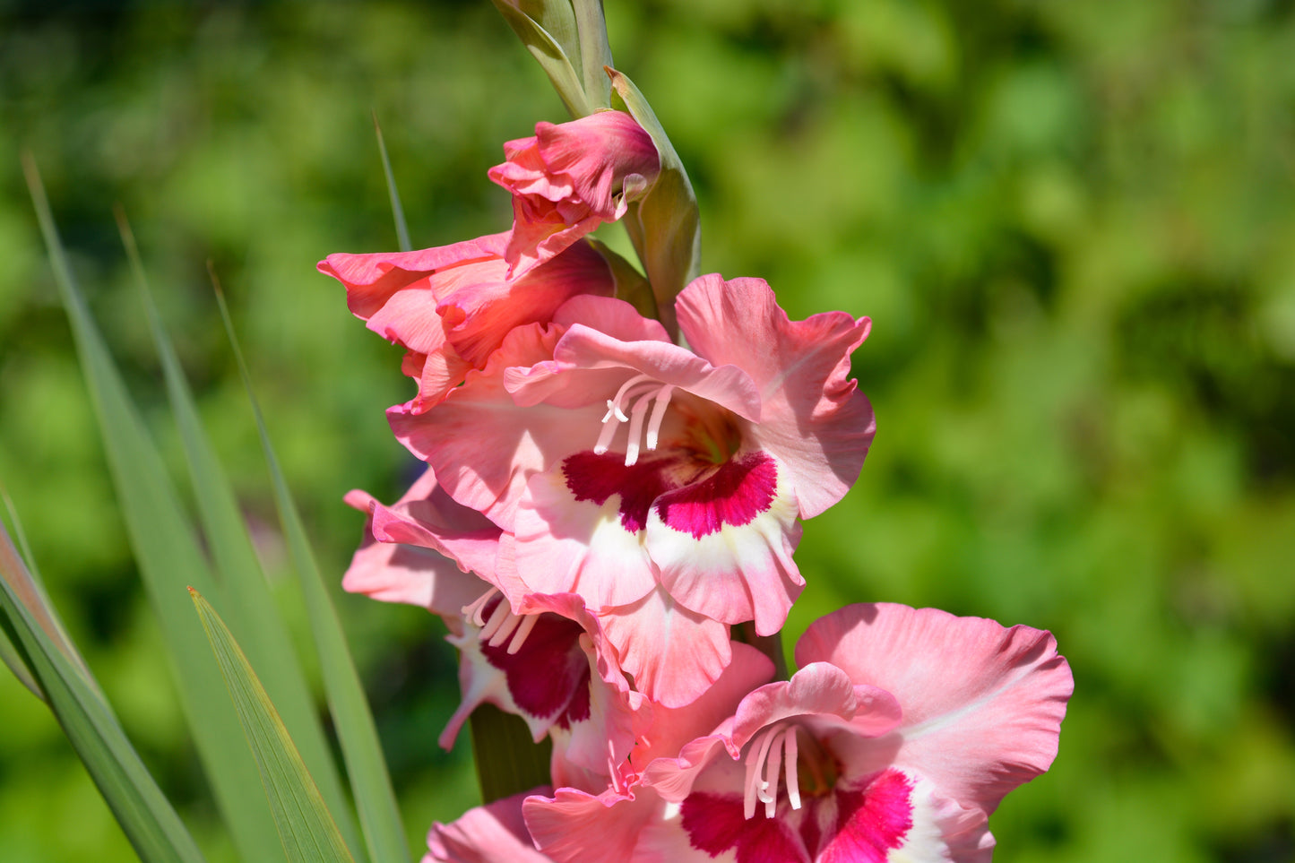 Wine and Roses Gladiolus