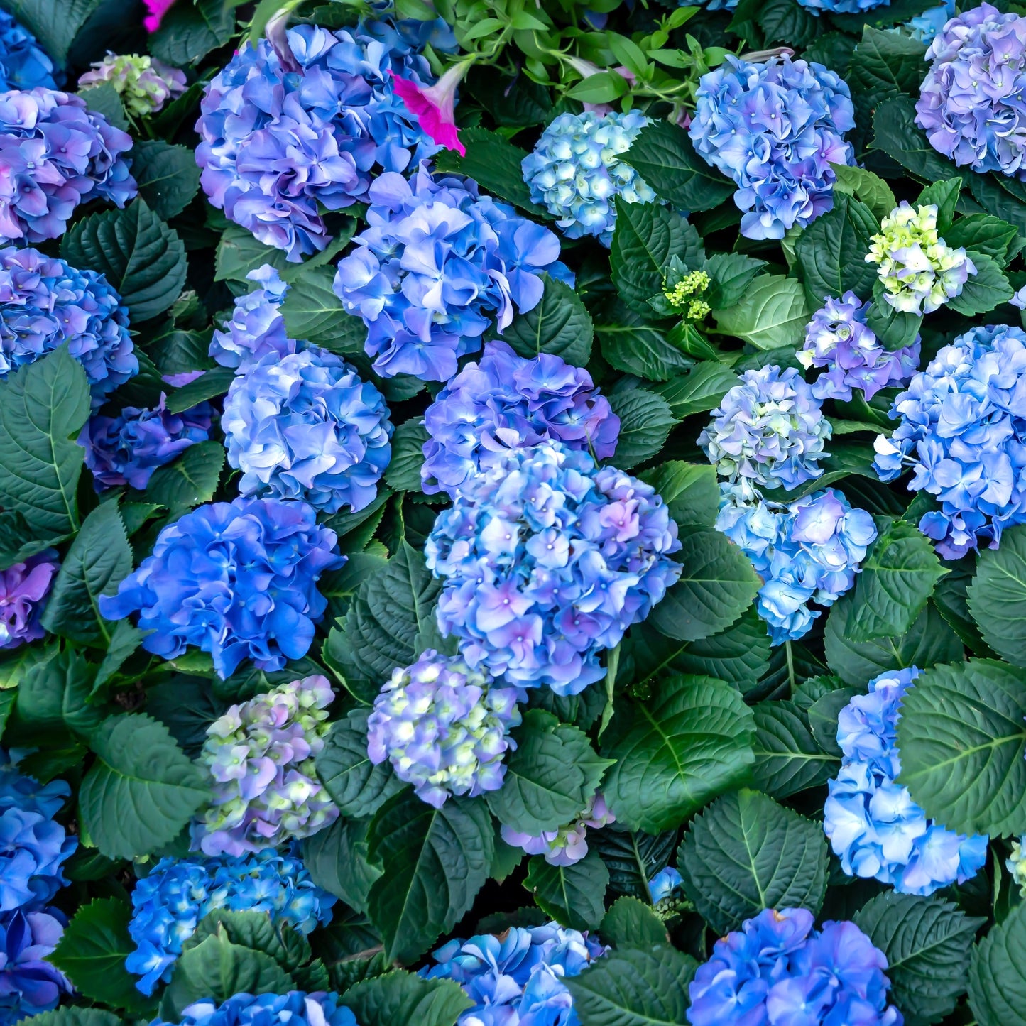 Endless Summer Hydrangea