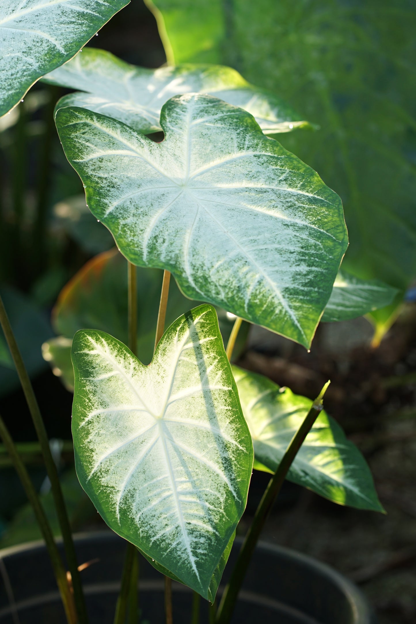 Aaron Caladium