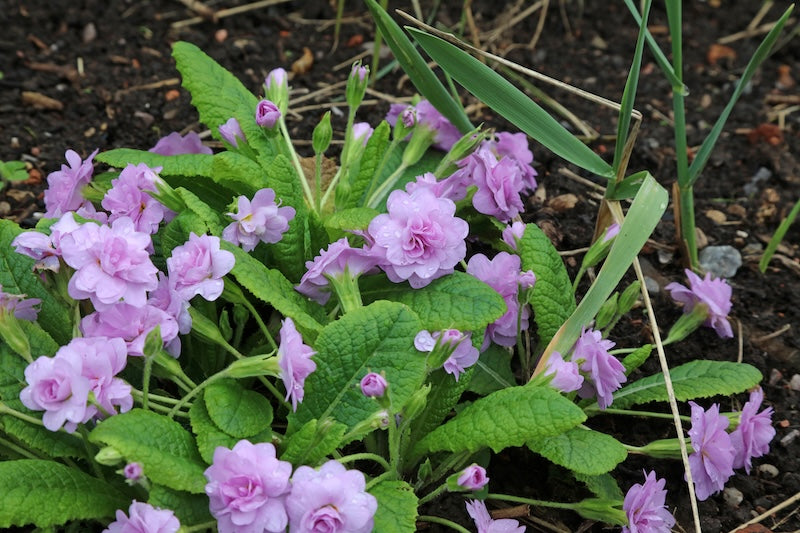 Marie Crousse Primrose
