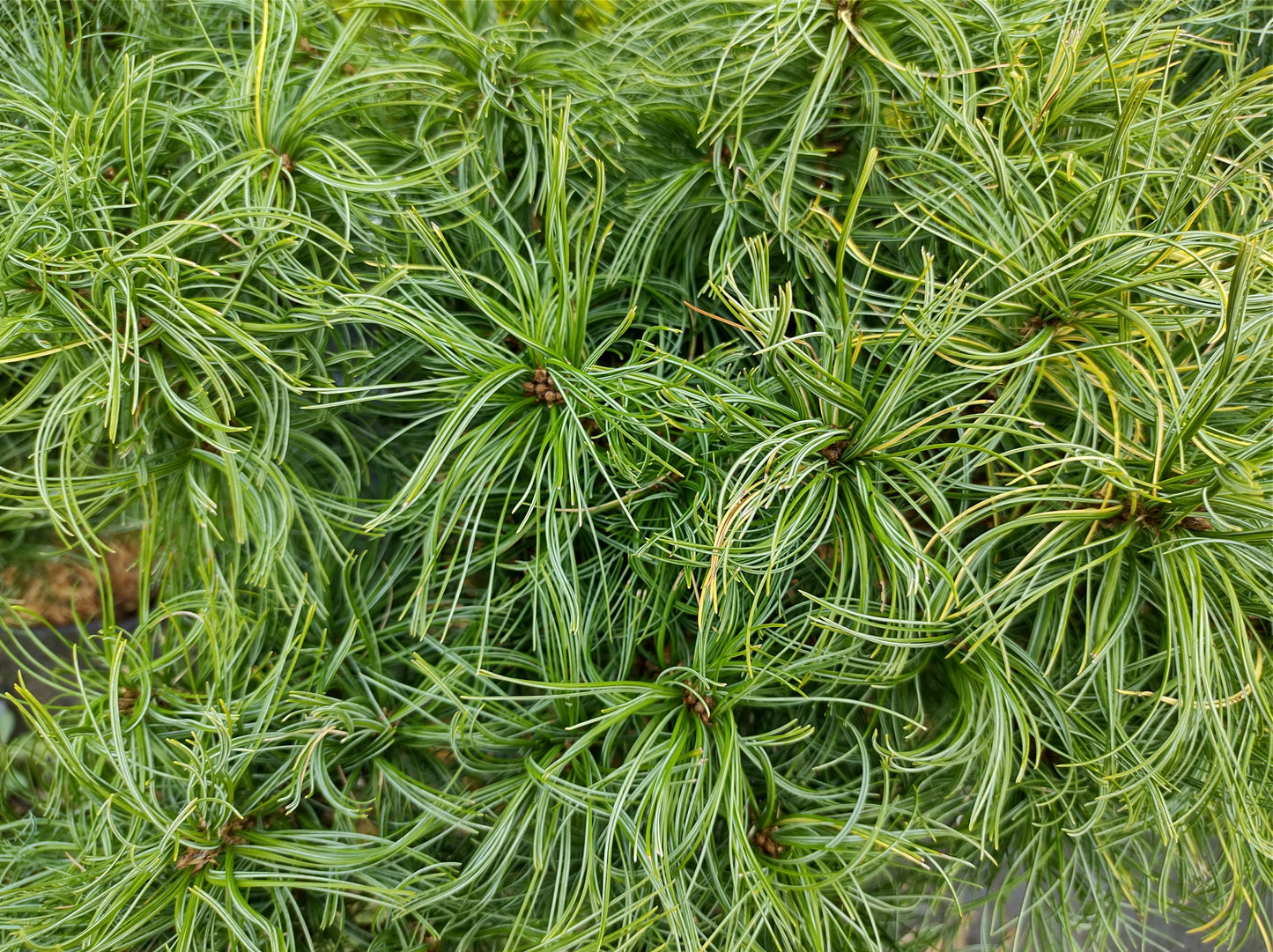 Green Twist White Pine Standard