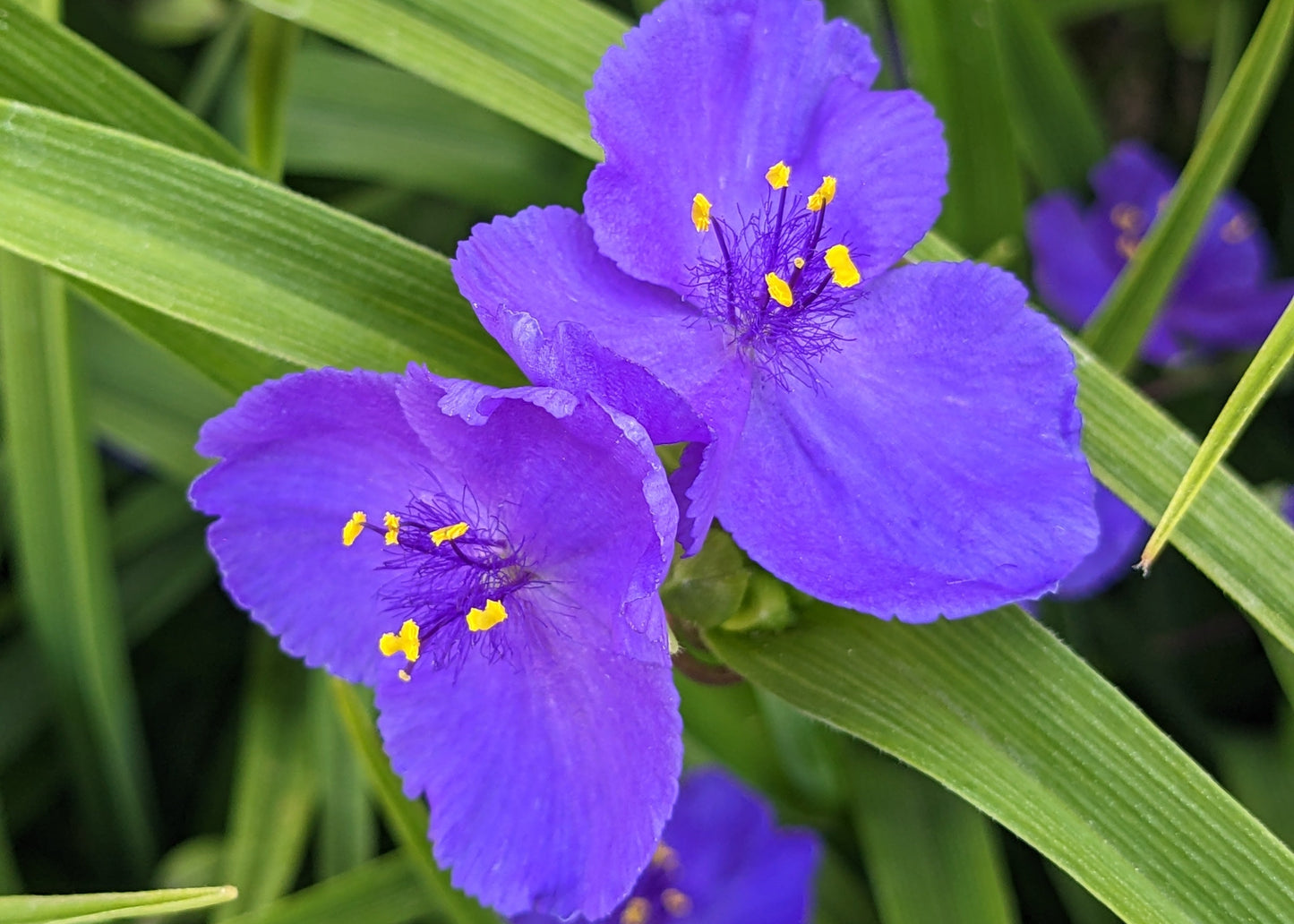 Ohio Spiderwort