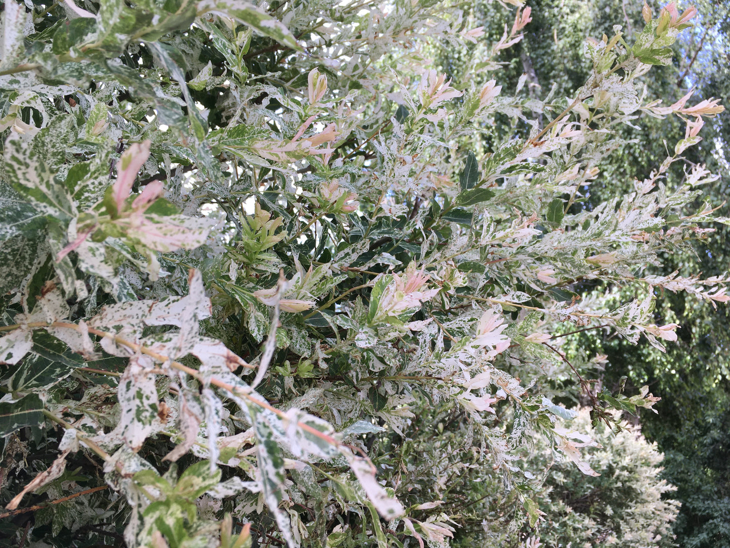 Dappled Flamingo Willow
