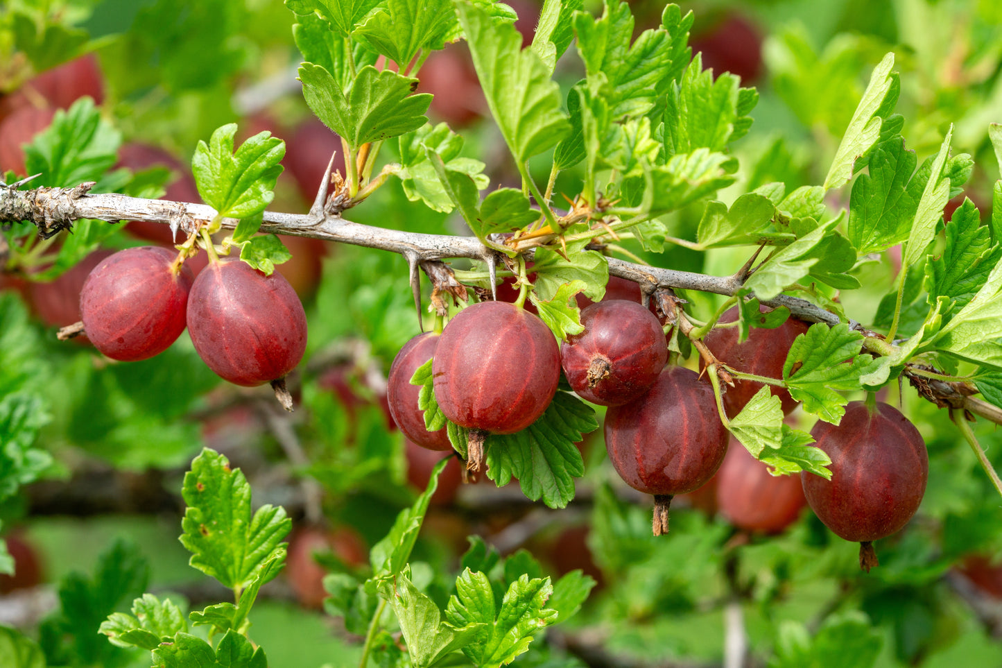 Pixwell Gooseberry