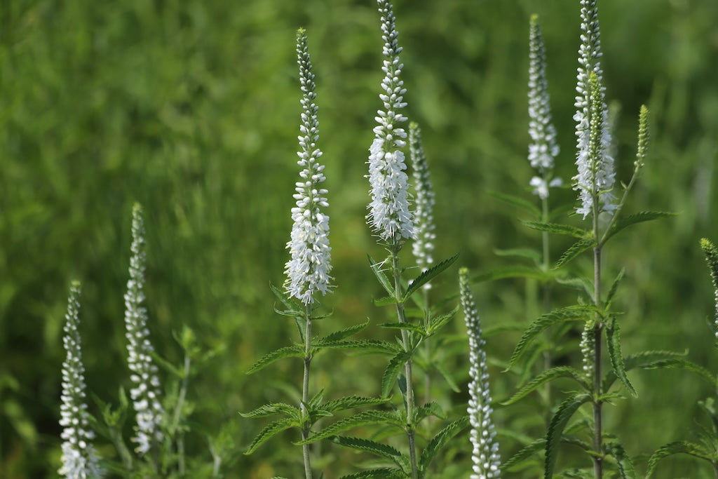 Moody Blues White Speedwell