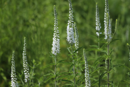 Moody Blues White Speedwell