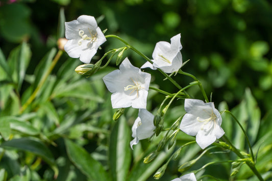 Bellflower 'White Uniform'